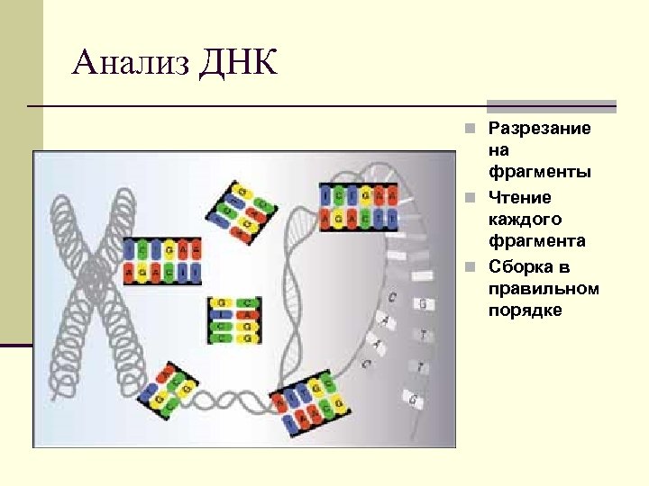 Анализ ДНК n Разрезание на фрагменты n Чтение каждого фрагмента n Сборка в правильном