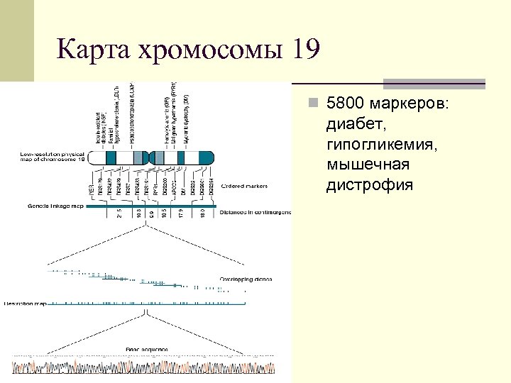 Карта хромосомы 19 n 5800 маркеров: диабет, гипогликемия, мышечная дистрофия 