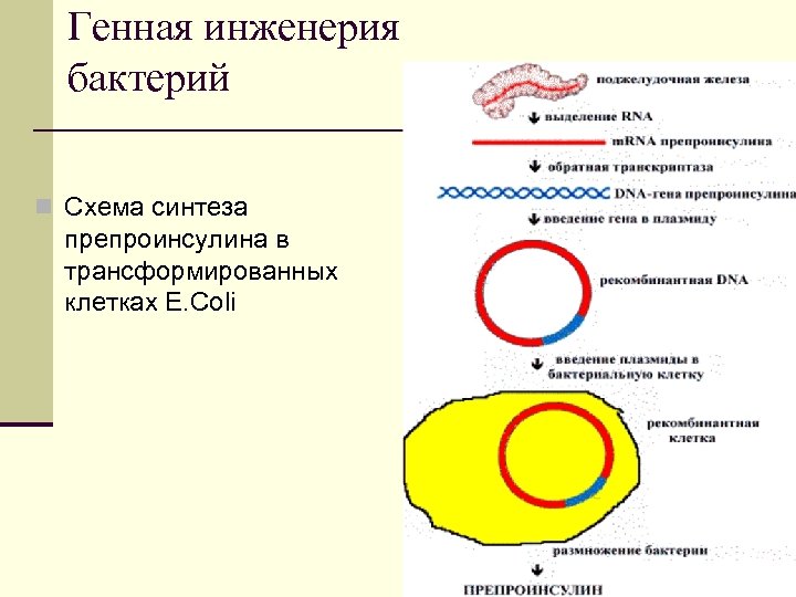 Генная инженерия бактерий n Схема синтеза препроинсулина в трансформированных клетках E. Coli 