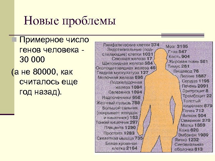 Новые проблемы n Примерное число генов человека - 30 000 (а не 80000, как