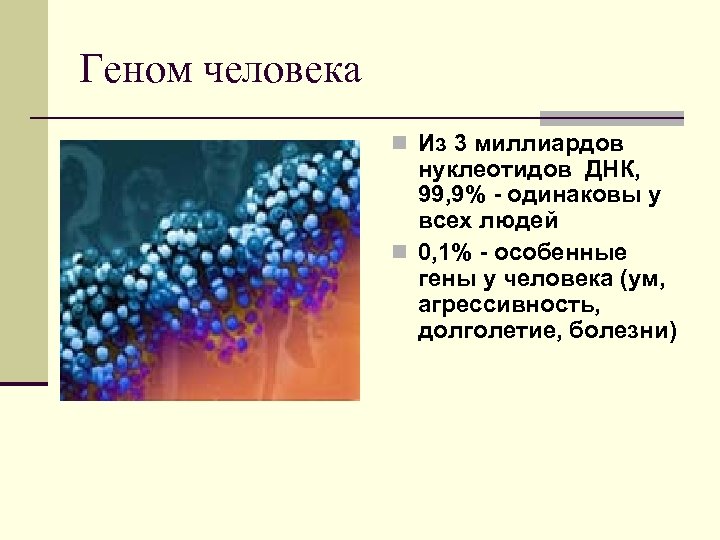 Геном человека n Из 3 миллиардов нуклеотидов ДНК, 99, 9% - одинаковы у всех