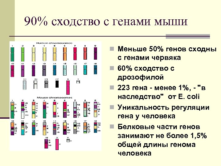 90% сходство с генами мыши n Меньше 50% генов сходны n n с генами