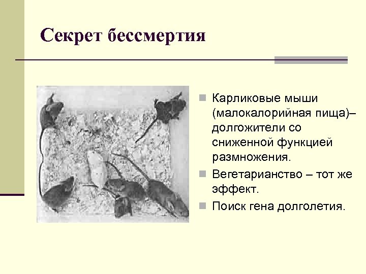 Секрет бессмертия n Карликовые мыши (малокалорийная пища)– долгожители со сниженной функцией размножения. n Вегетарианство