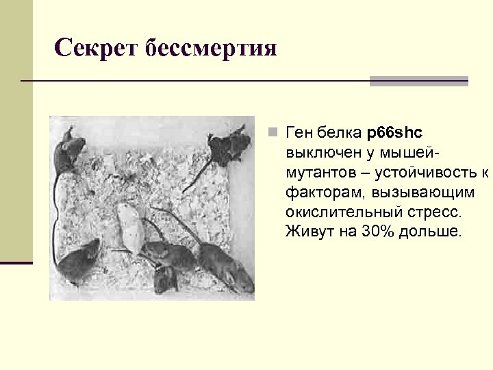 Секрет бессмертия n Ген белка p 66 shc выключен у мышеймутантов – устойчивость к