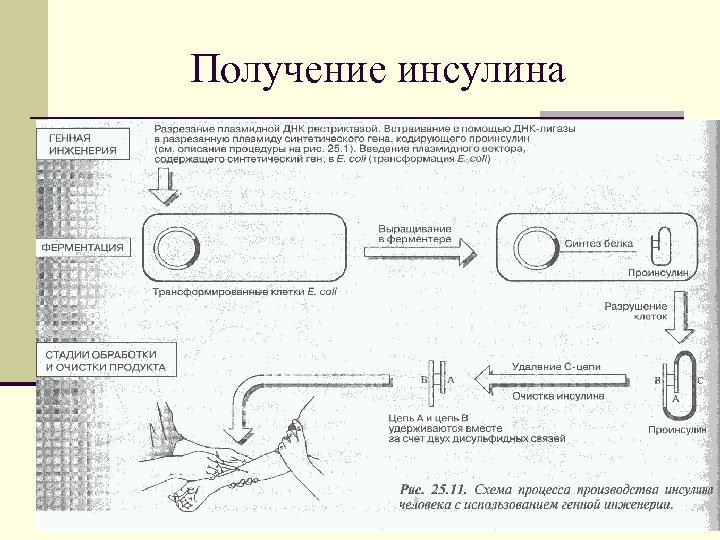 Получение инсулина 