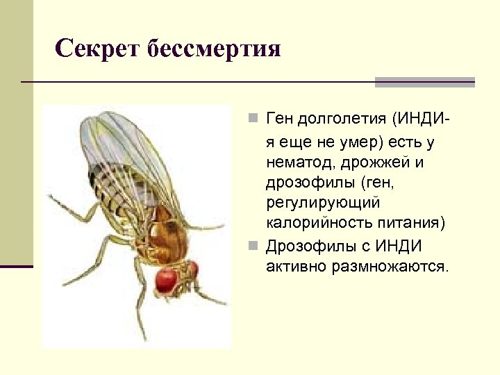 Секрет бессмертия n Ген долголетия (ИНДИ- я еще не умер) есть у нематод, дрожжей