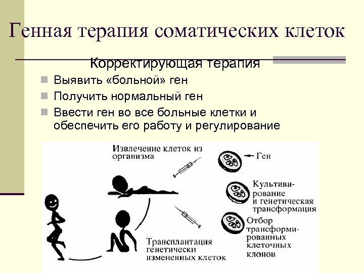 Генная терапия соматических клеток Корректирующая терапия n Выявить «больной» ген n Получить нормальный ген