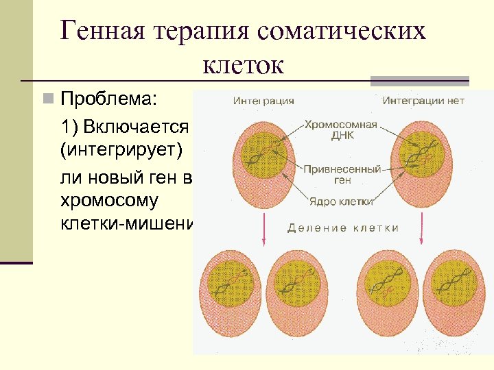 Генная терапия соматических клеток n Проблема: 1) Включается (интегрирует) ли новый ген в хромосому