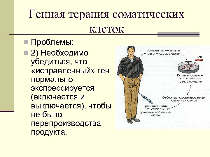 Генная терапия соматических клеток n Проблемы: n 2) Необходимо убедиться, что «исправленный» ген нормально