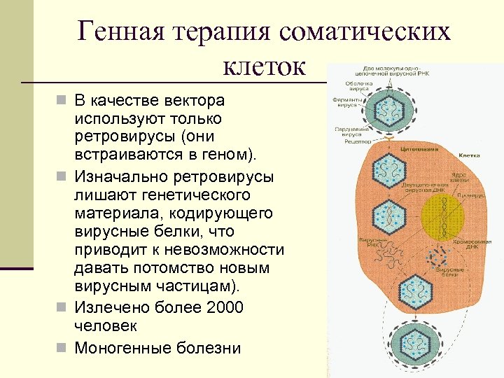 Генная терапия соматических клеток n В качестве вектора используют только ретровирусы (они встраиваются в