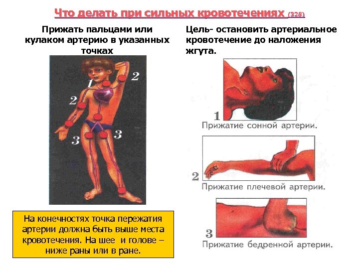Что делать при сильных кровотечениях (328) Прижать пальцами или кулаком артерию в указанных точках