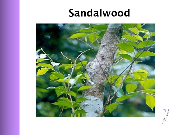 Sandalwood 