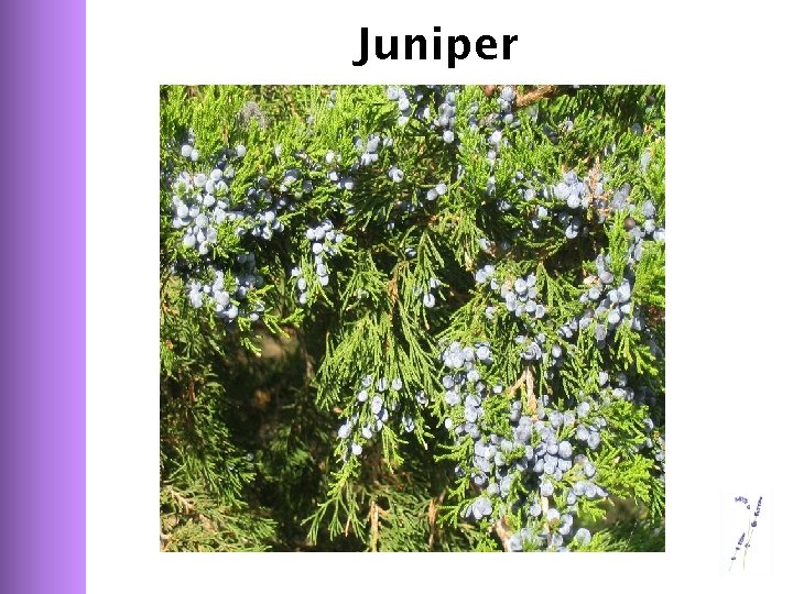 Juniper 