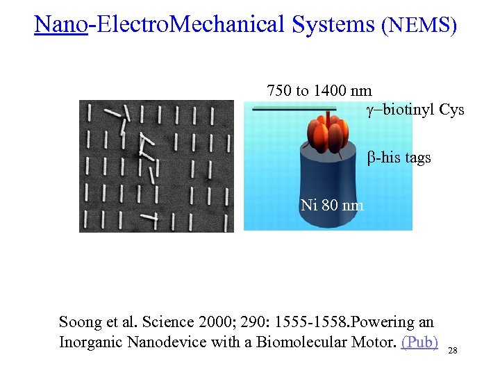 Nano-Electro. Mechanical Systems (NEMS) 750 to 1400 nm g-biotinyl Cys b-his tags Ni 80