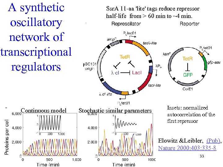 A synthetic oscillatory network of transcriptional regulators Continuous model Ssr. A 11 -aa 'lite'