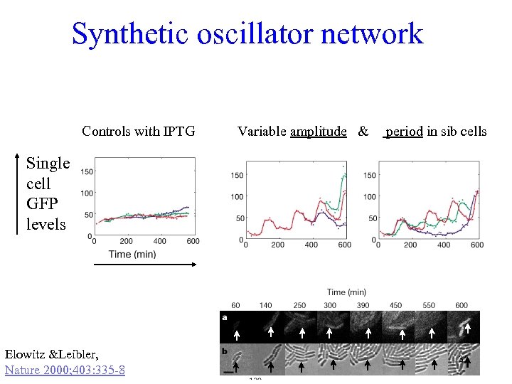 Synthetic oscillator network Controls with IPTG Variable amplitude & period in sib cells Single