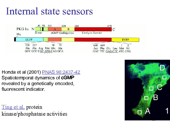 Internal state sensors Honda et al (2001) PNAS 98: 2437 -42 Spatiotemporal dynamics of