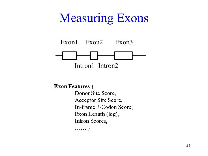 Measuring Exons Exon Features { Donor Site Score, Acceptor Site Score, In-frame 2 -Codon