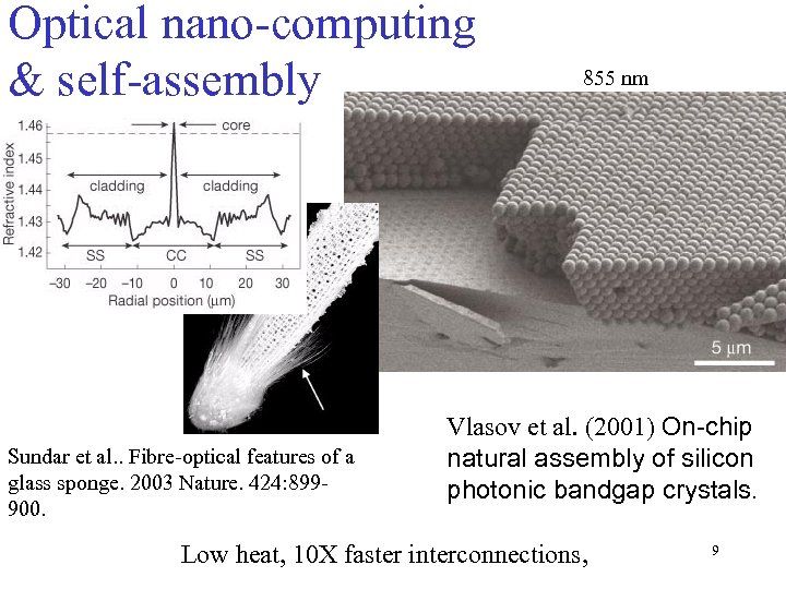 Optical nano-computing & self-assembly Sundar et al. . Fibre-optical features of a glass sponge.