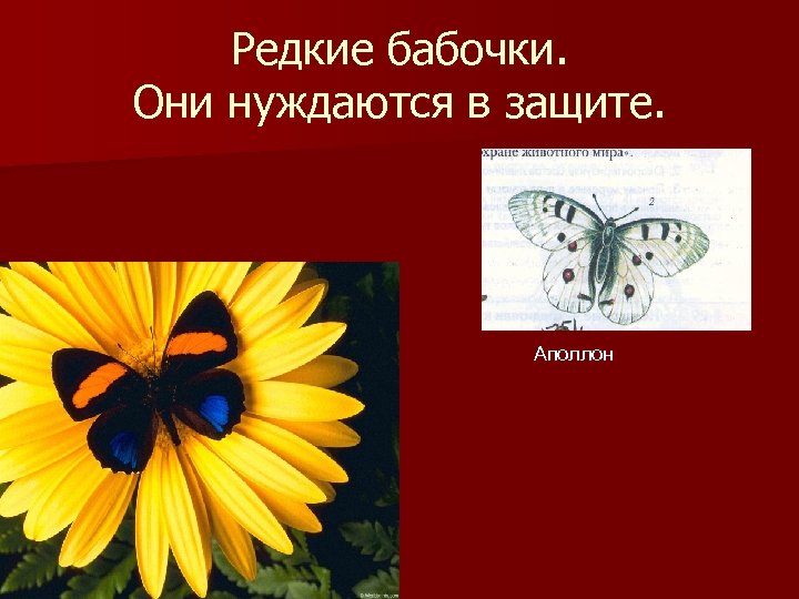 Редкие бабочки. Они нуждаются в защите. Аполлон 