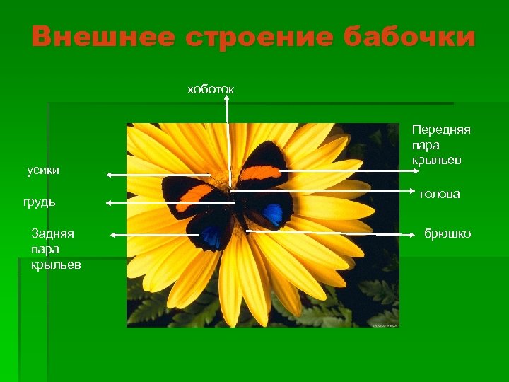 Внешнее строение бабочки хоботок усики грудь Задняя пара крыльев Передняя пара крыльев голова брюшко