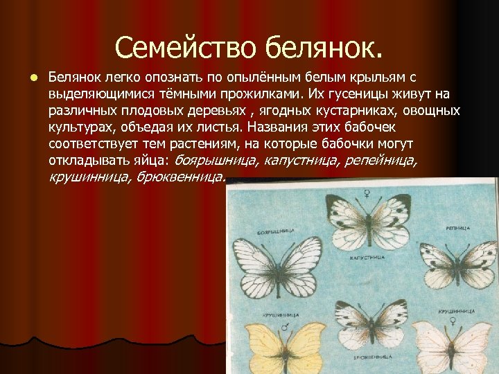 Семейство белянок. l Белянок легко опознать по опылённым белым крыльям с выделяющимися тёмными прожилками.