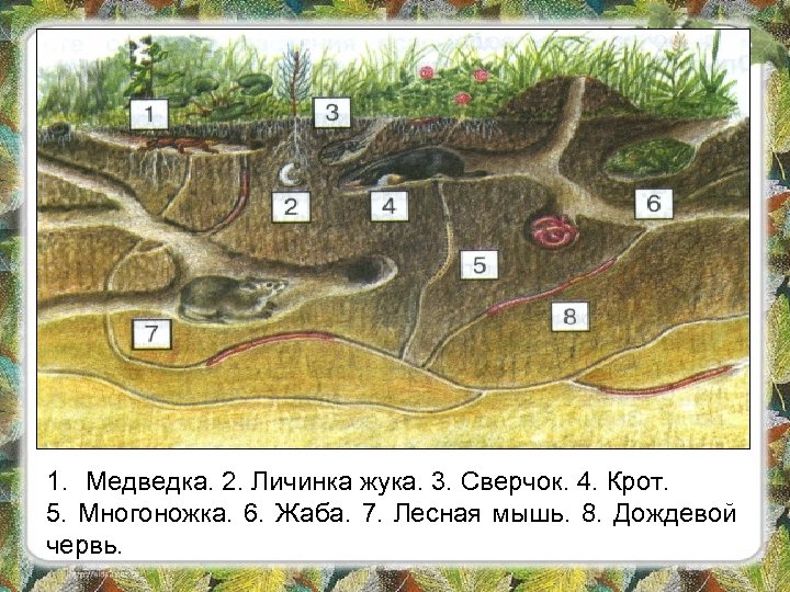 1. Медведка. 2. Личинка жука. 3. Сверчок. 4. Крот. 5. Многоножка. 6. Жаба. 7.