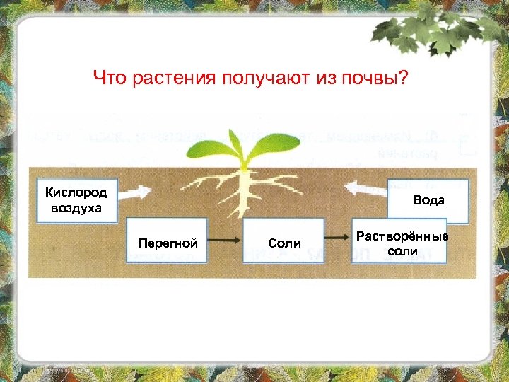 Что растения получают из почвы? Кислород воздуха Вода Перегной Соли Растворённые соли 