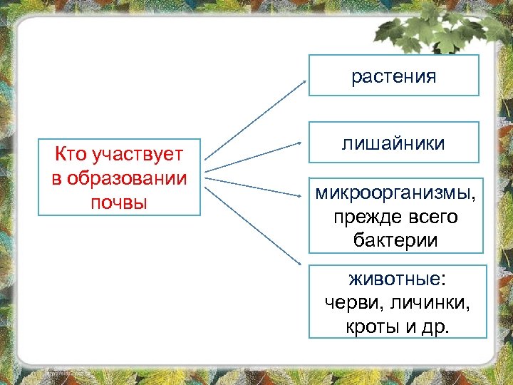 растения Кто участвует в образовании почвы лишайники микроорганизмы, прежде всего бактерии животные: черви, личинки,