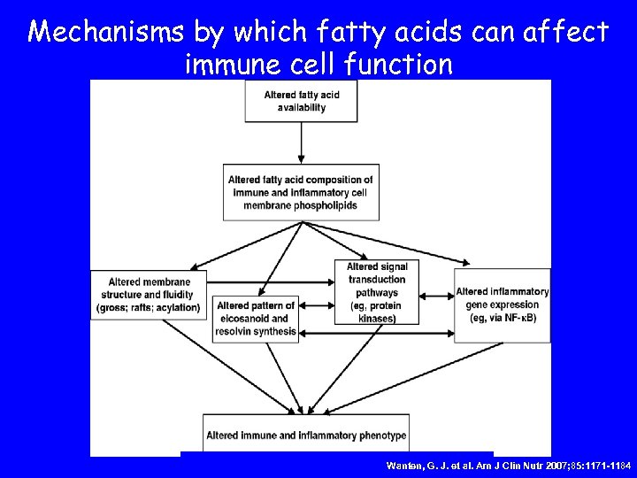 Mechanisms by which fatty acids can affect immune cell function Wanten, G. J. Copyright