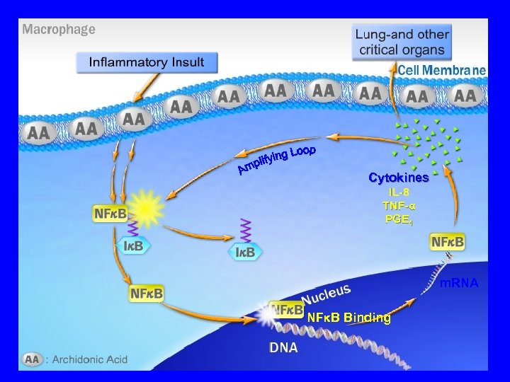 Cytokines IL-8 TNF-α PGE 1 m. RNA NFκB Binding 