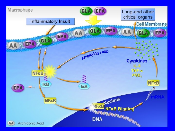 Cytokines IL-8 TNF-α PGE 1 m. RNA NFκB Binding 