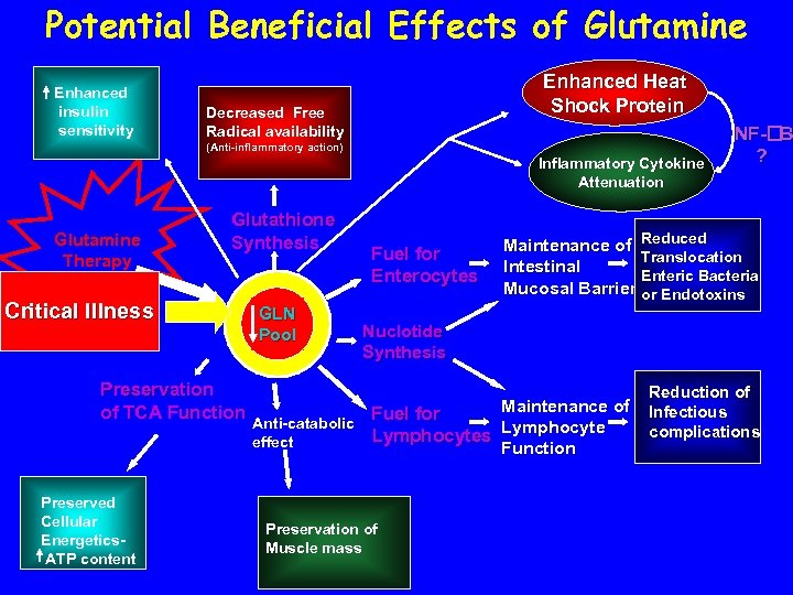 Potential Beneficial Effects of Glutamine Enhanced insulin sensitivity Enhanced Heat Shock Protein Decreased Free