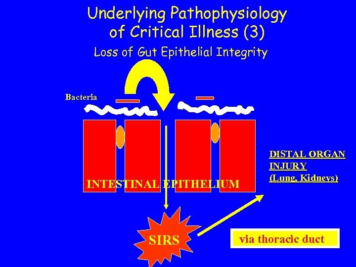 Underlying Pathophysiology of Critical Illness (3) Loss of Gut Epithelial Integrity Bacteria INTESTINAL EPITHELIUM