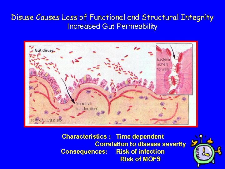 Disuse Causes Loss of Functional and Structural Integrity Increased Gut Permeability Characteristics : Time