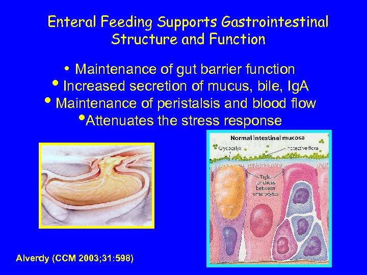 Enteral Feeding Supports Gastrointestinal Structure and Function • Maintenance of gut barrier function •