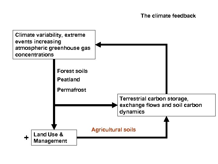 The climate feedback Climate variability, extreme events increasing atmospheric greenhouse gas concentrations Forest soils