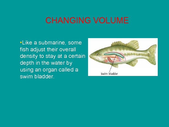 CHANGING VOLUME • Like a submarine, some fish adjust their overall density to stay