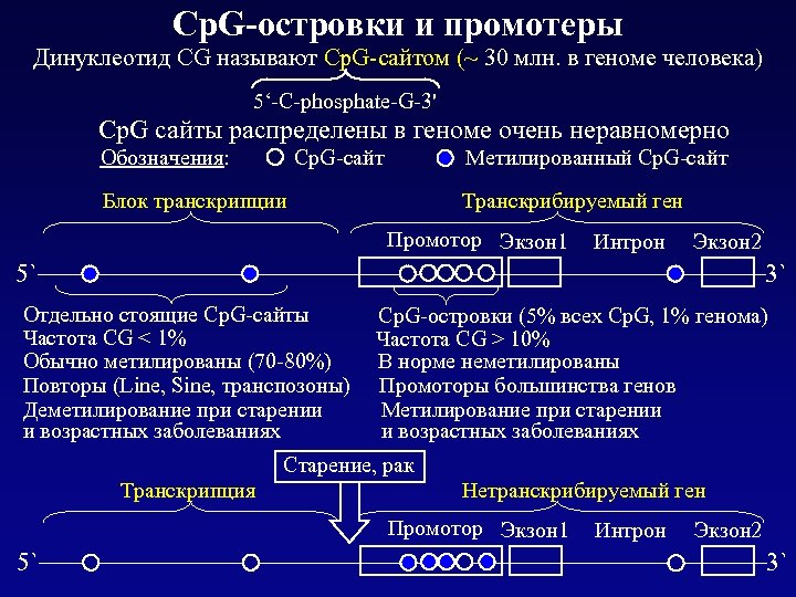 Cр. G-островки и промотеры Динуклеотид CG называют Cp. G-сайтом (~ 30 млн. в геноме