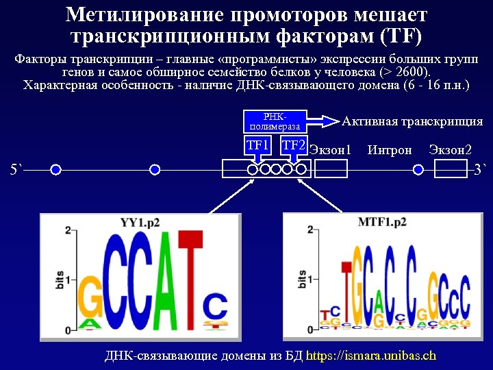 Метилирование промоторов мешает транскрипционным факторам (TF) Факторы транскрипции – главные «программисты» экспрессии больших групп