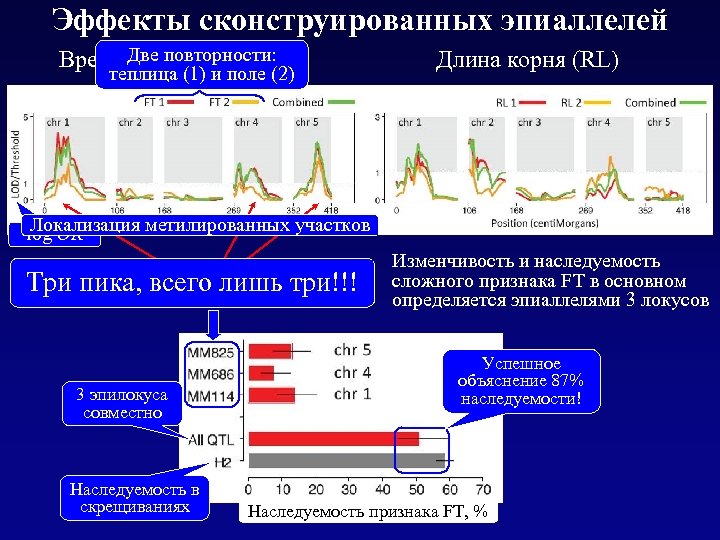 Эффекты сконструированных эпиаллелей Две повторности: Время зацветания (FT) теплица (1) и поле (2) Длина