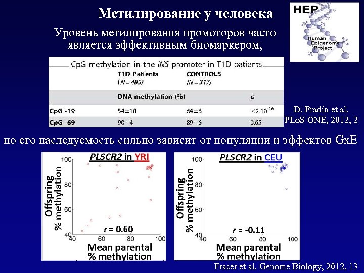 Метилирование у человека Уровень метилирования промоторов часто является эффективным биомаркером, D. Fradin et al.