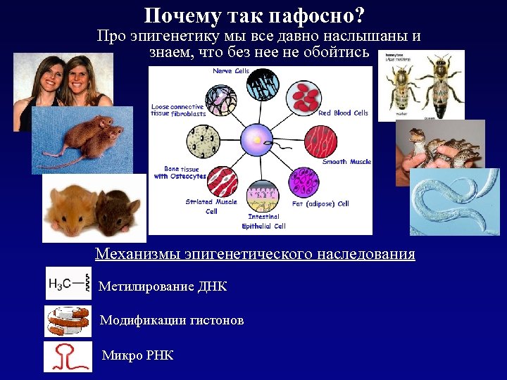 Почему так пафосно? Про эпигенетику мы все давно наслышаны и знаем, что без нее