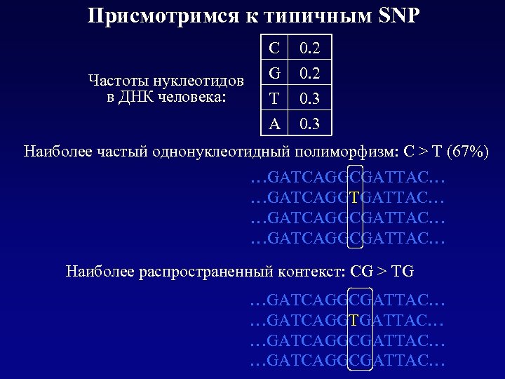Присмотримся к типичным SNP C Частоты нуклеотидов в ДНК человека: 0. 2 G T