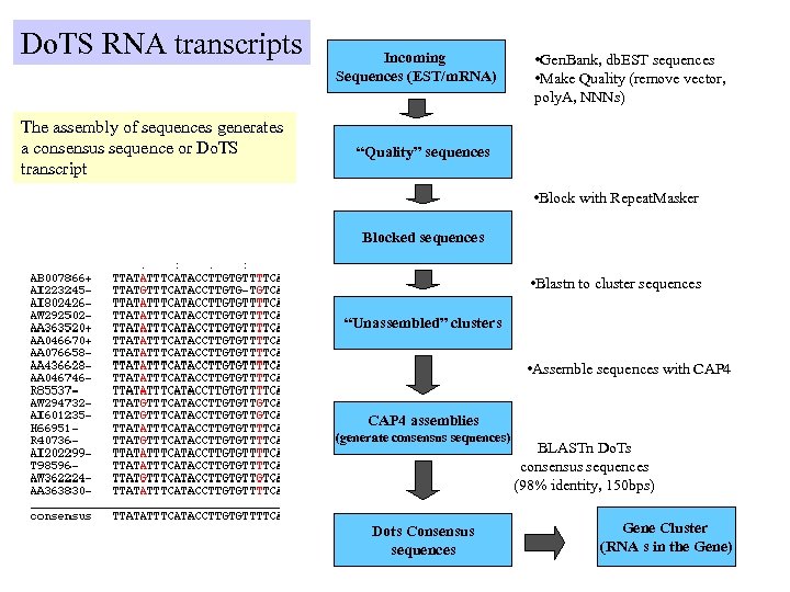 Do. TS RNA transcripts The assembly of sequences generates a consensus sequence or Do.