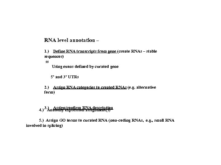 RNA level annotation – 1. ) Define RNA transcripts from gene (create RNAs –