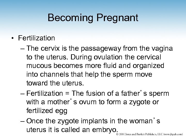 Becoming Pregnant • Fertilization – The cervix is the passageway from the vagina to