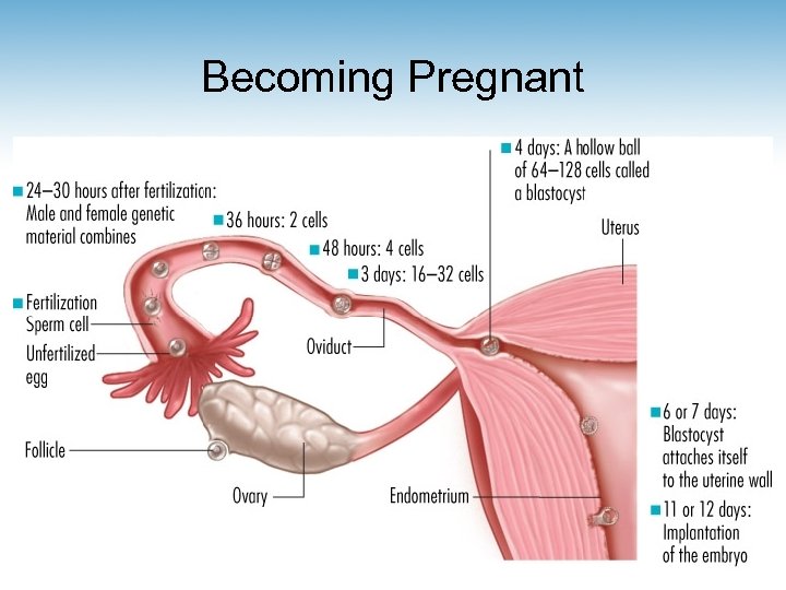 Becoming Pregnant 