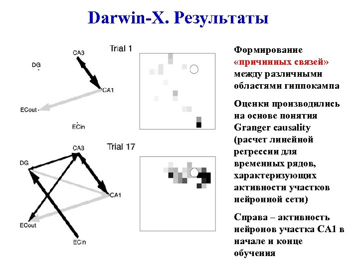 Darwin-X. Результаты Формирование «причинных связей» между различными областями гиппокампа Оценки производились на основе понятия