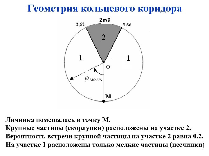 Геометрия кольцевого коридора 2π/6 Личинка помещалась в точку М. Крупные частицы (скорлупки) расположены на